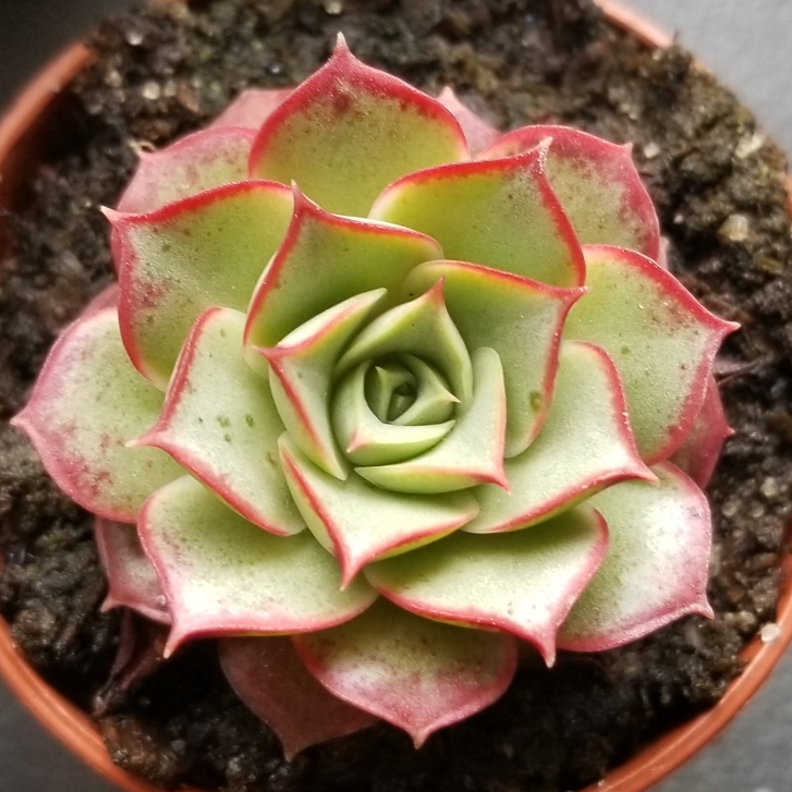 plant image 962875