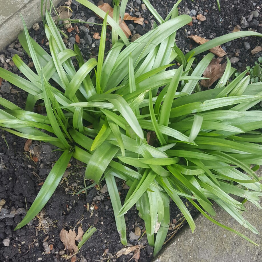 Plant image Hyacinthoides hispanica 'Alba'
