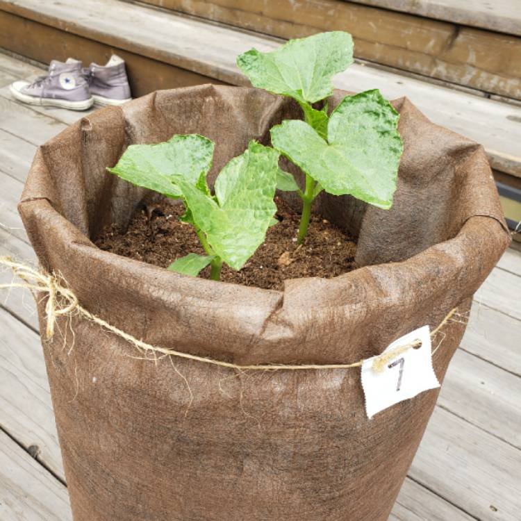 Plant image Cucumis sativus 'Boston Pickling'