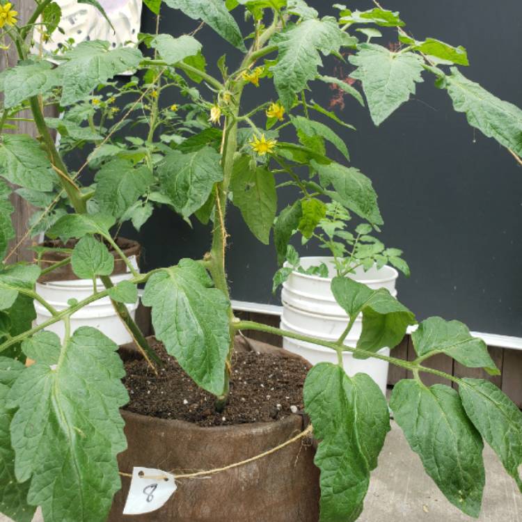 Plant image Solanum Lycopersicum 'Mortgage Lifter'