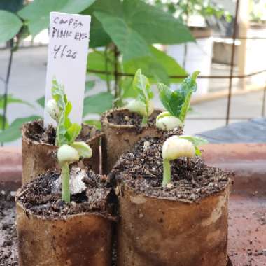 Vigna unguiculata