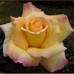 Plant image Rosa 'Madame A. Meilland' syn. Rosa 'Peace', Rosa 'Gloria Dei', Rosa 'Gioia'
