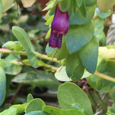 Greater Honeywort 'Purpurescens'
