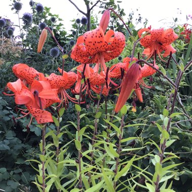 Lilium martagon
