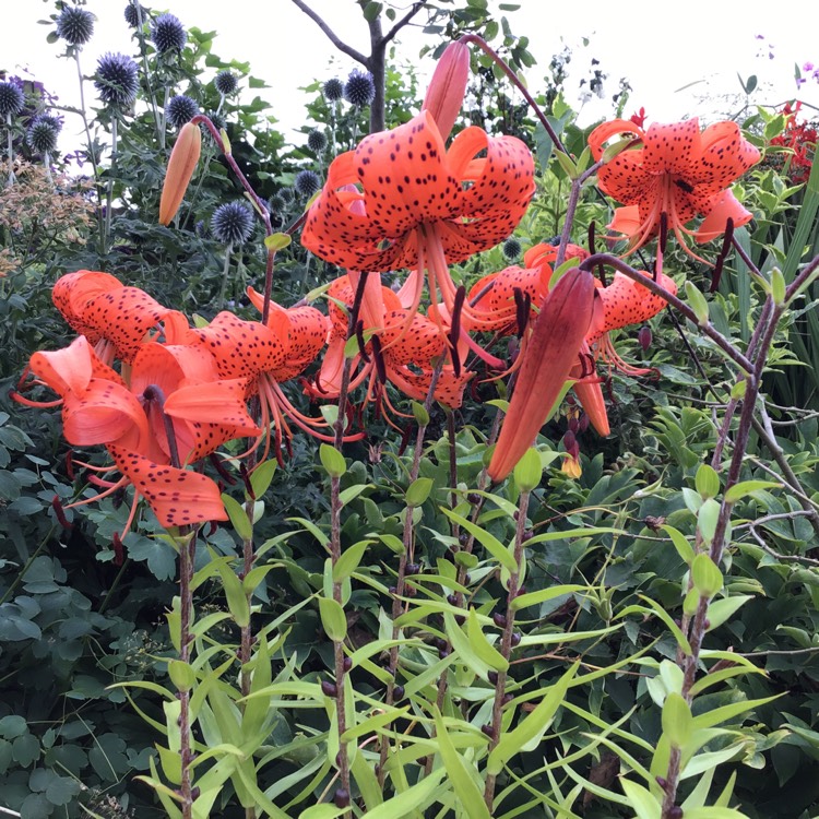plant image 1131686
