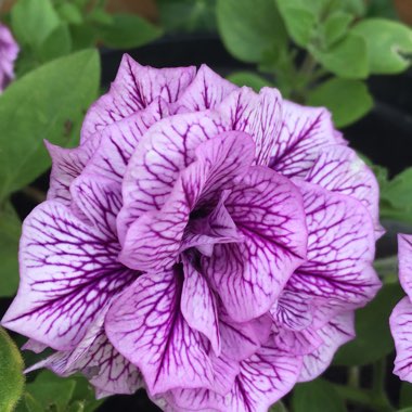 Petunia