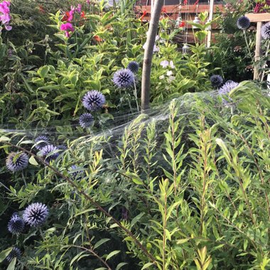 Joan's garden