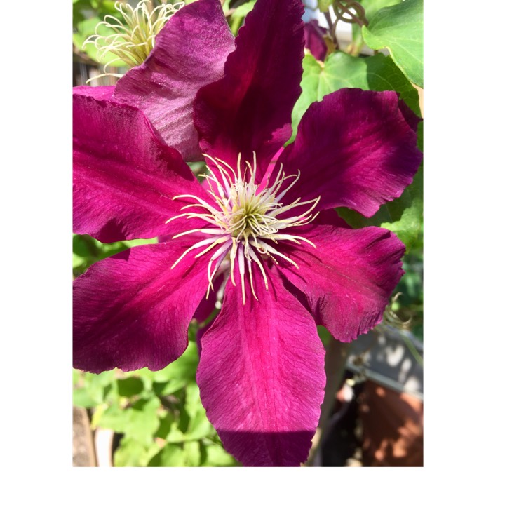 plant image 771035