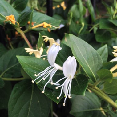 Lonicera