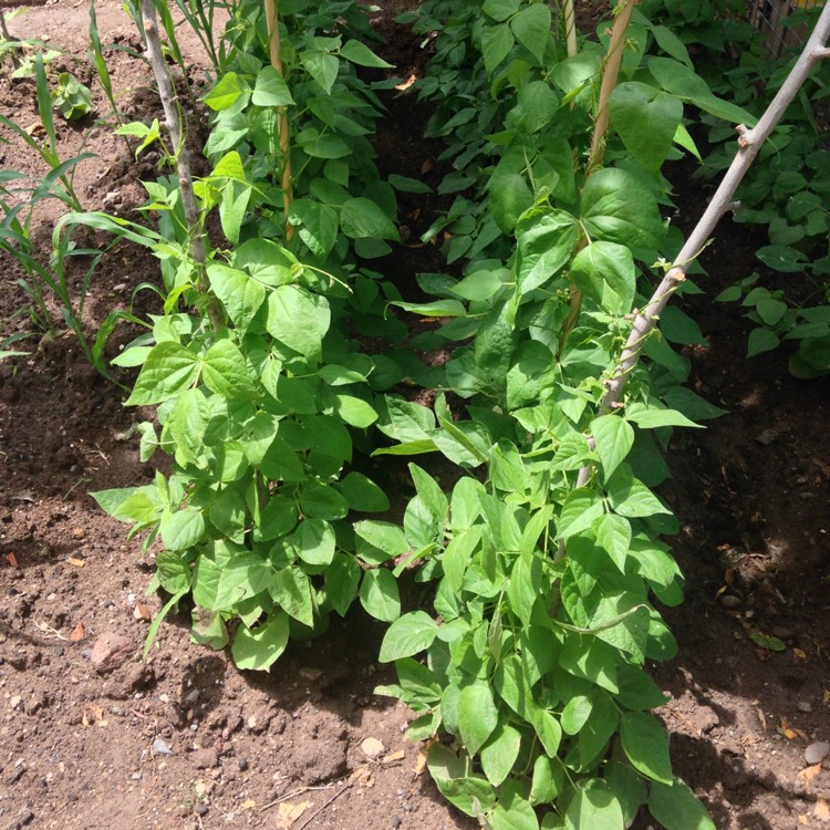 plant image 420108