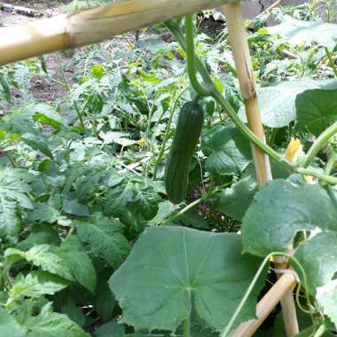 Cucumber