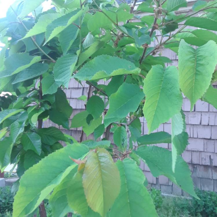 plant image 713269