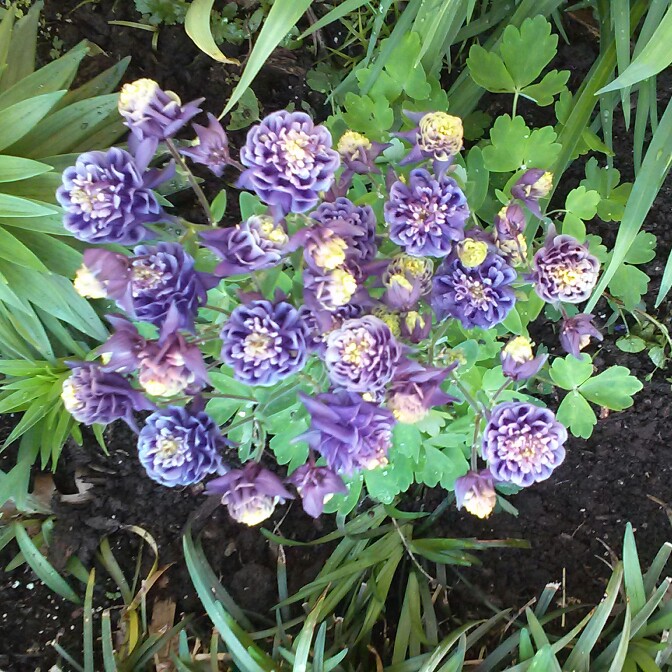plant image 116103