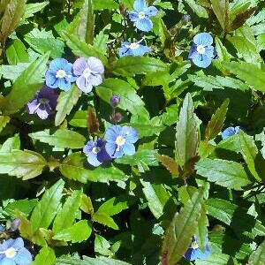 plant image 116737 plant image 116737