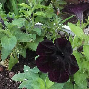 plant image 116766 plant image 116766