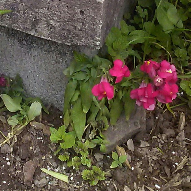 plant image 117216 plant image 117216