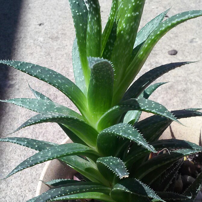 plant image 117911 plant image 117911