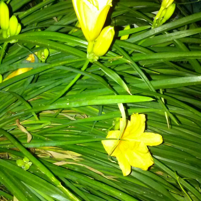 plant image 120133 plant image 120133