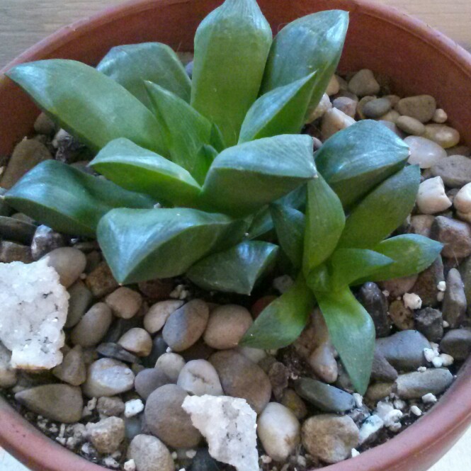 plant image 120479 plant image 120479