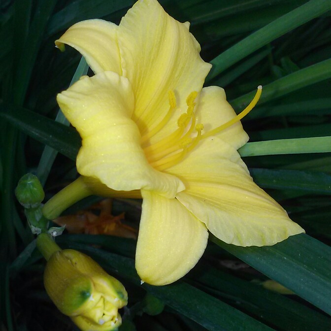 plant image 120846 plant image 120846