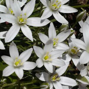 plant image 120927