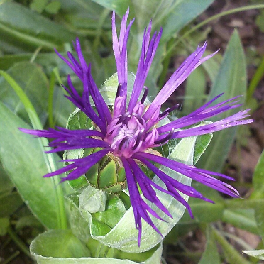 plant image 120963 plant image 120963