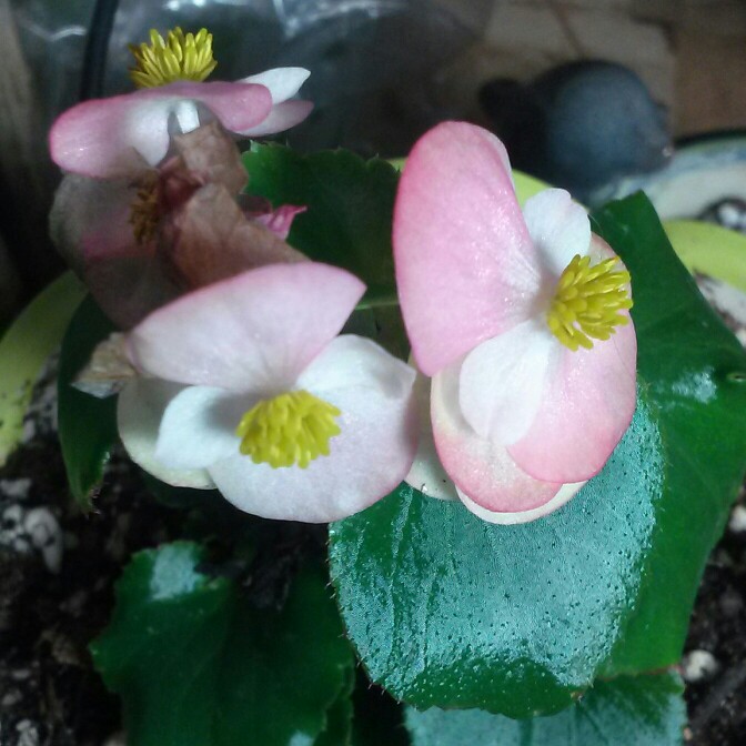 plant image 123569
