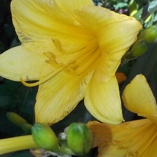 plant image 124130 plant image 124130