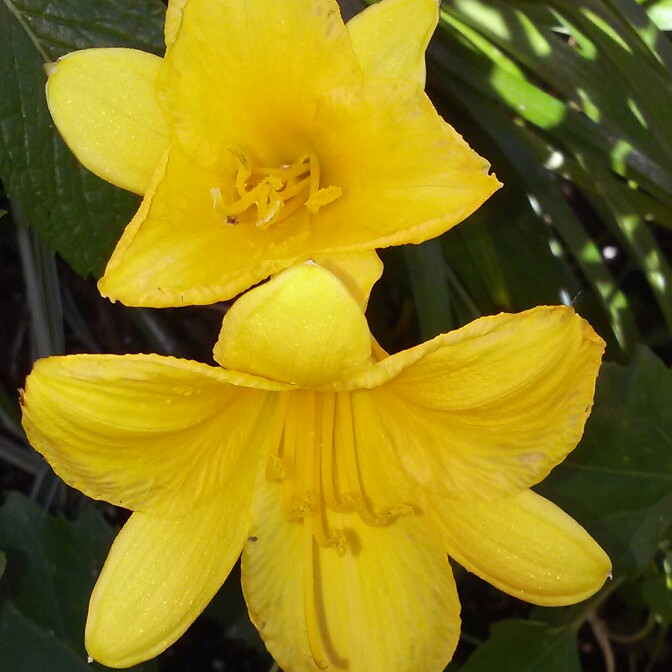 plant image 124131 plant image 124131