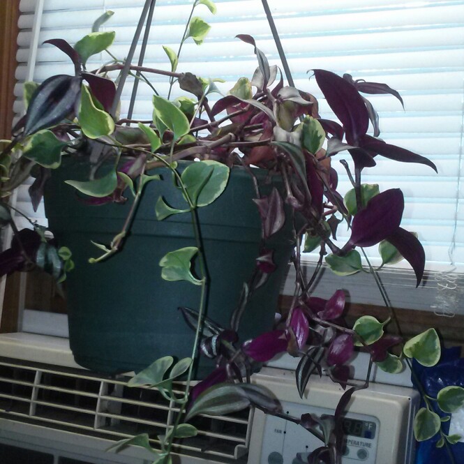 plant image 124274 plant image 124274