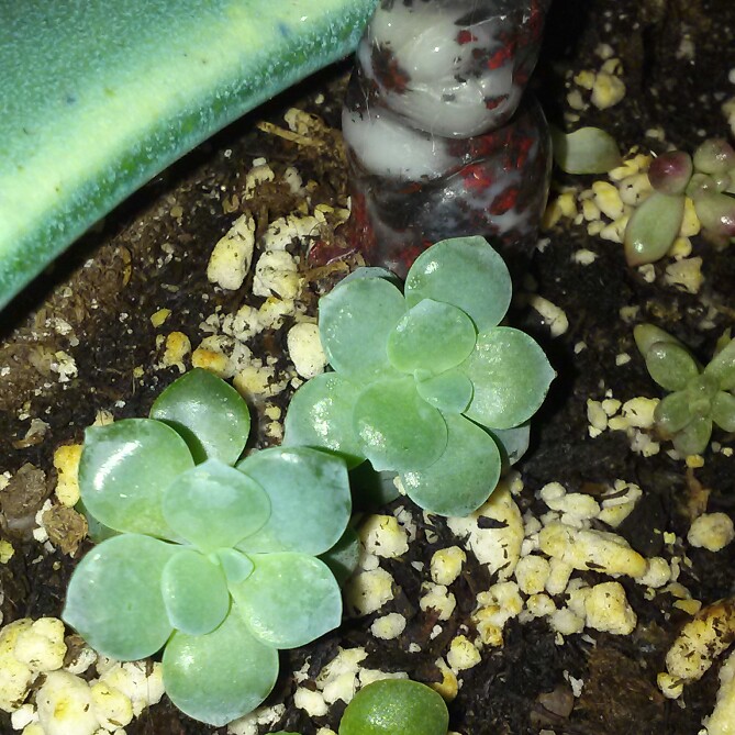 plant image 127834 plant image 127834