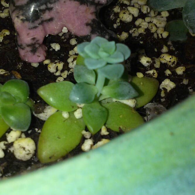 plant image 127840 plant image 127840