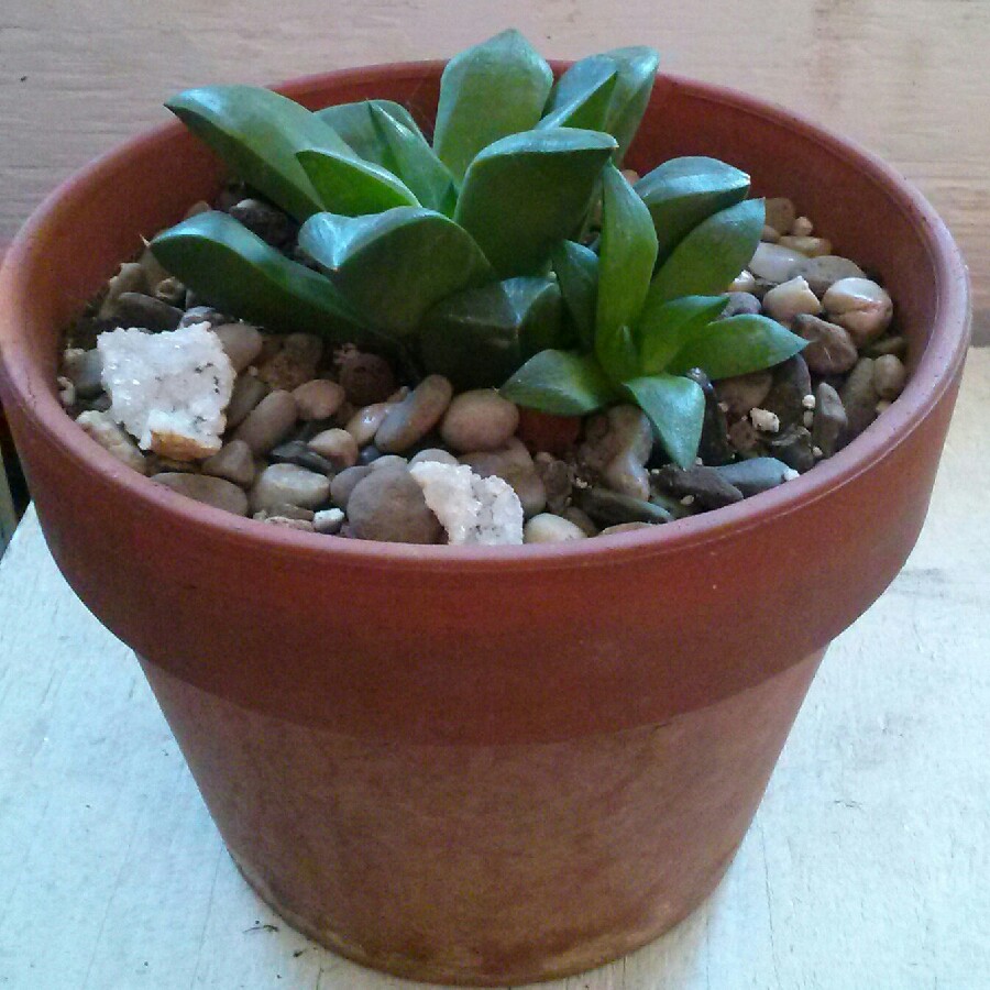 plant image 127966 plant image 127966
