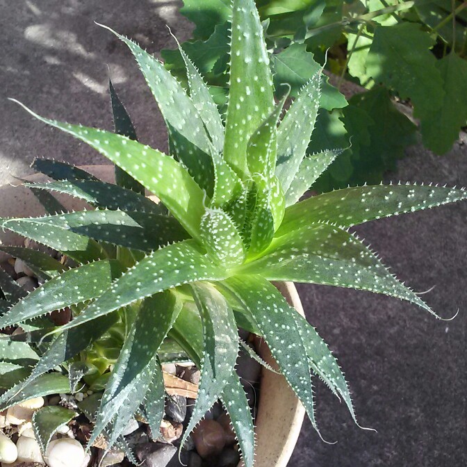 plant image 128042 plant image 128042