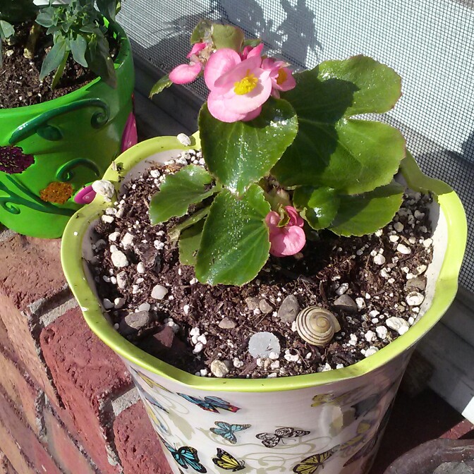 plant image 128156