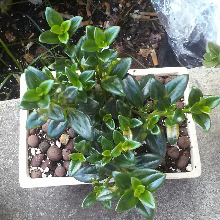 plant image 130441 plant image 130441