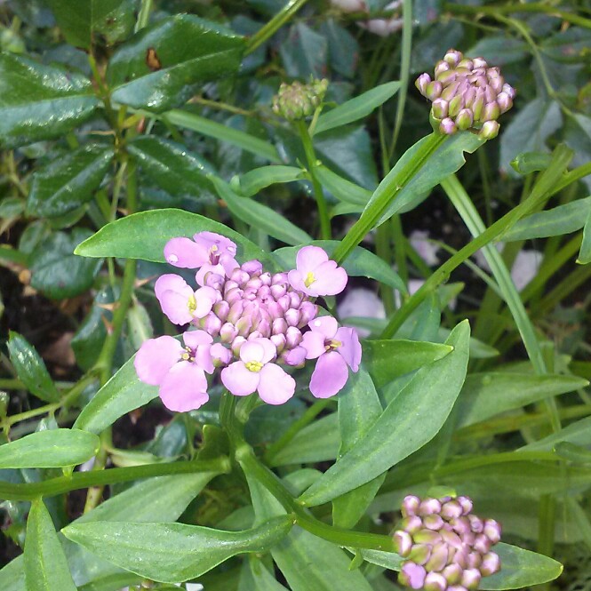 plant image 132258 plant image 132258