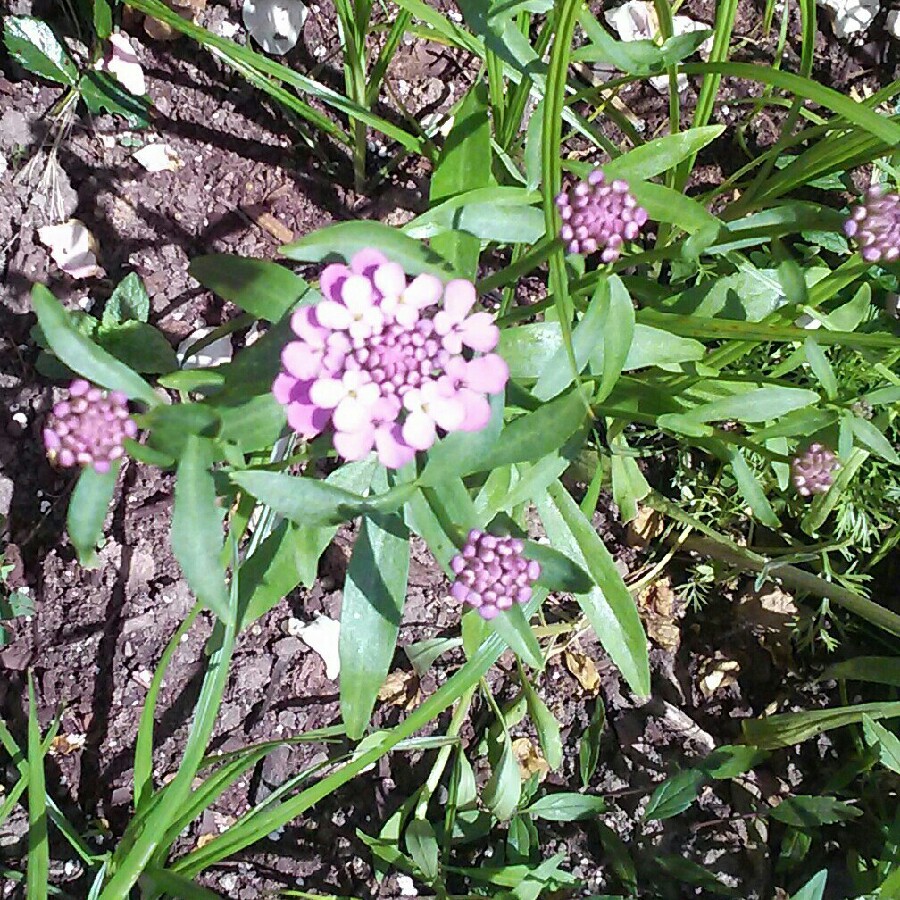 plant image 132834 plant image 132834