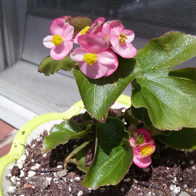 plant image 132933