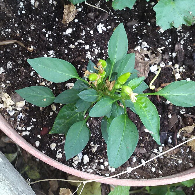 plant image 135776 plant image 135776