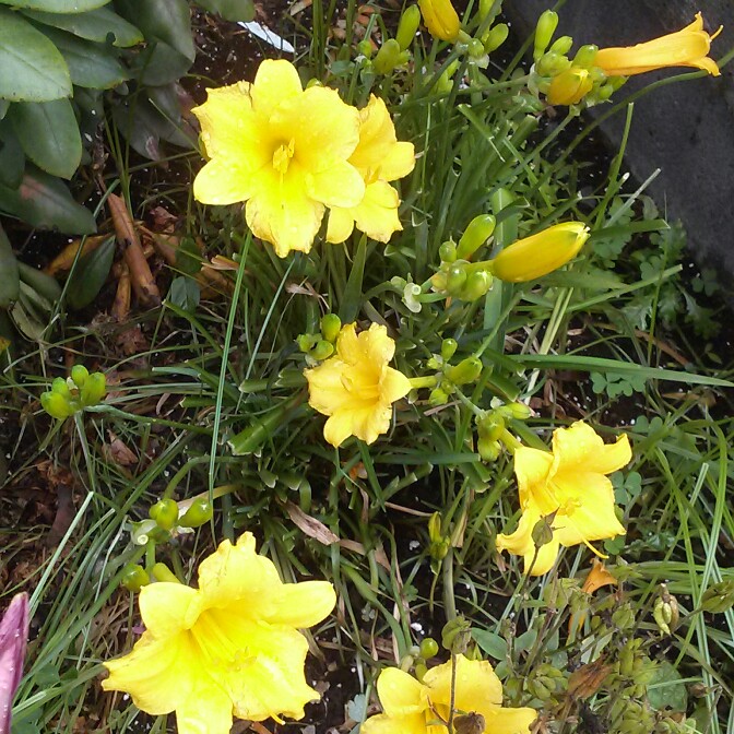 plant image 135803 plant image 135803