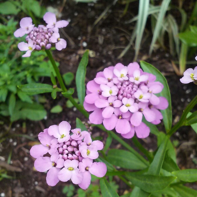 plant image 135824 plant image 135824