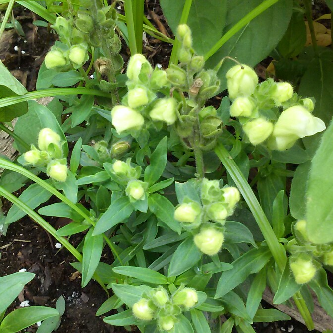plant image 136202 plant image 136202