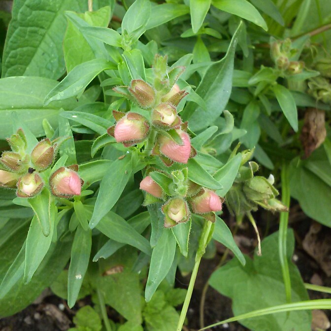 plant image 136204 plant image 136204