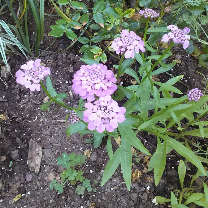 plant image 138428 plant image 138428