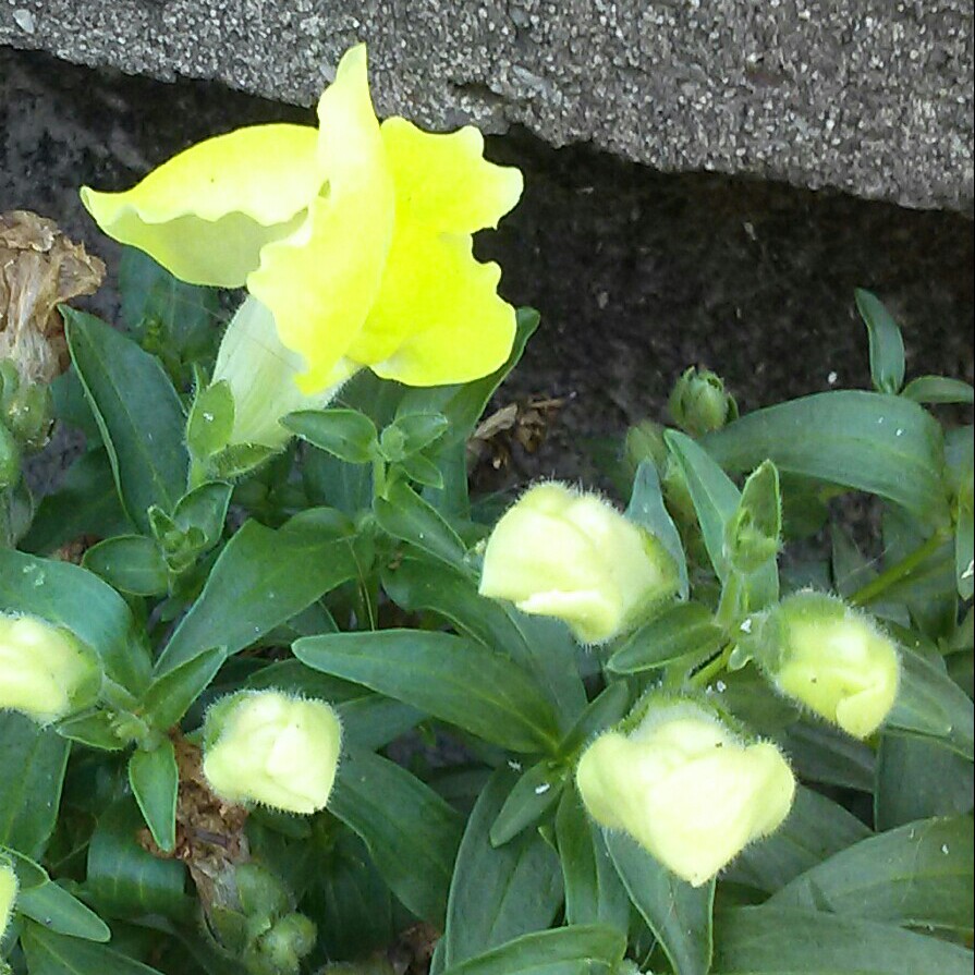 plant image 138544 plant image 138544