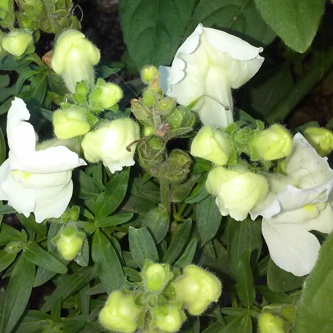 plant image 138552 plant image 138552