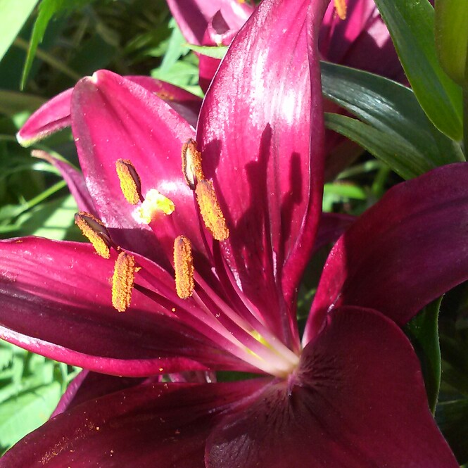 plant image 138899 plant image 138899