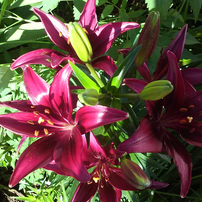 plant image 138904 plant image 138904