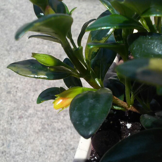 plant image 141365 plant image 141365